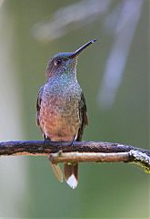 Scaly-breasted Hummingbird